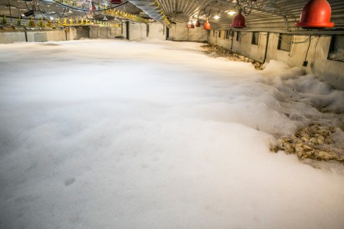 Avian_influenza_roee_shpernik_10