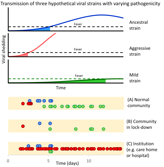 Model of CoV-2 transmission 4.png