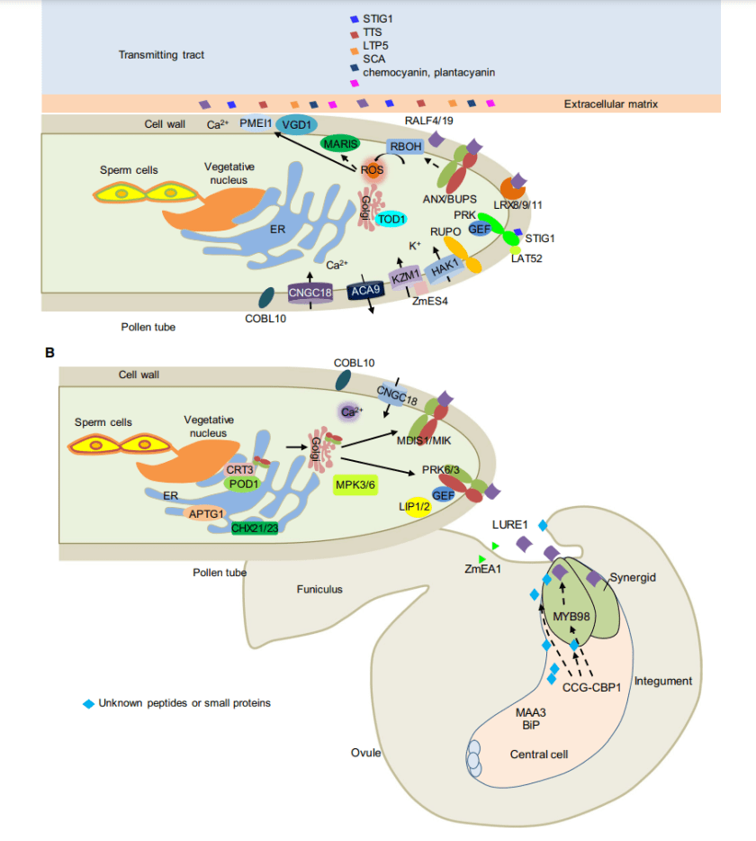 Pollen tube complexity