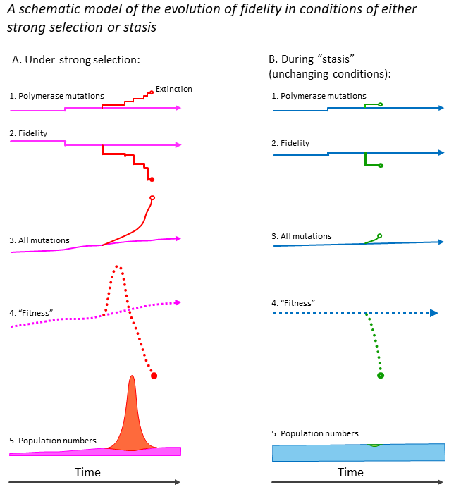 A schematic model of the evolution of fidelity
